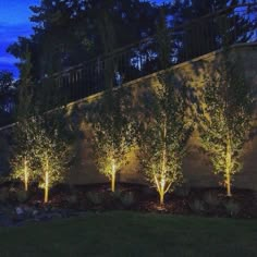 trees are lit up in front of a wall at night