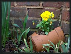 yellow flowers growing out of an old, rusted water can in front of a brick wall