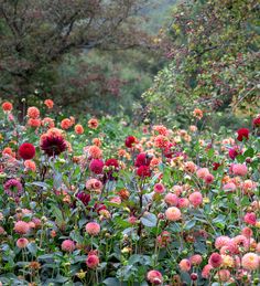 a field full of flowers and trees in the background