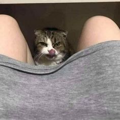 a cat sticking its tongue out from behind someone's legs