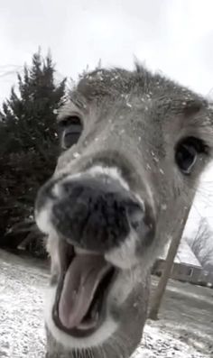 an animal with it's mouth open and snow on the ground in front of him