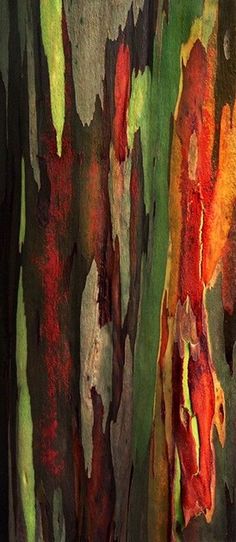 the bark of an eucalyptus tree is multicolored with red, green and yellow