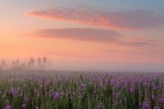 a field with purple flowers in the foreground and pink clouds in the sky above