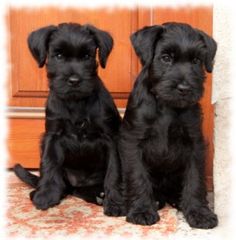 two black puppies sitting next to each other