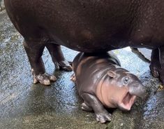 two hippopotamus standing next to each other