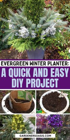 Evergreen Winter Planter: A Quick And Easy DIY Project