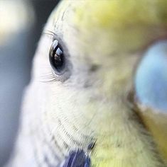 a close up view of a bird's eye and beak with blurry background