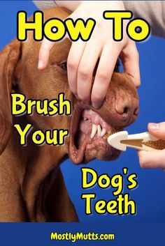 a dog getting his teeth brushed by someone's hand with the caption, how to brush your dog's teeth