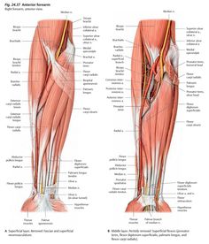 the muscles are shown in this diagram, and there is also an image of them