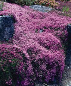 purple flowers growing on the side of a mountain