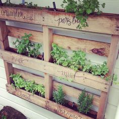 an old wooden pallet is filled with plants and herbs to make a herb garden