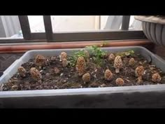 there are many small plants growing in the window sill