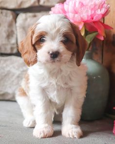 a small white and brown dog sitting next to a pink flower