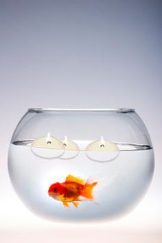 a goldfish in a bowl with glasses on its face