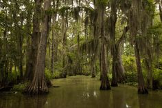 the trees are covered with moss and hanging from the ceiling in the swampy area