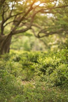 an elephant standing in the middle of a lush green forest with trees and bushes behind it