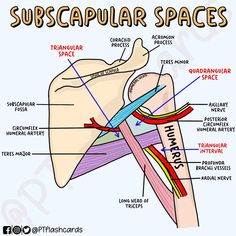 the anatomy of the shoulder and its major parts