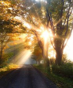 the sun shines brightly through the trees on this country road