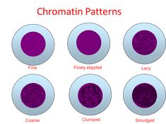 six different types of purple circles with the names of them in red and blue text