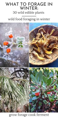 what to do in winter with wild edible plants, wild food for foraging in winter