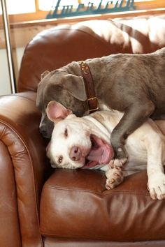 a dog laying on top of a brown leather chair