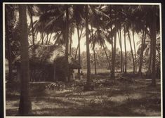 an old black and white photo of palm trees in a forest with a hut on the other side