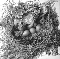 a bird nest filled with eggs and leaves