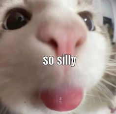 a cat sticking its tongue out with the words so silly on it's face