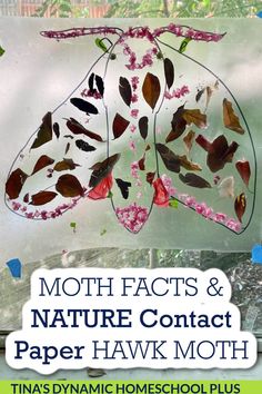 a paper plate with leaves on it and the words, moth fact & nature contact paper hawk moth