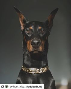 a black and brown dog wearing a gold chain around it's neck looking at the camera