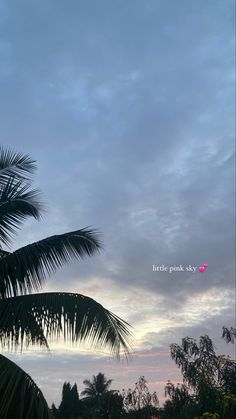 a palm tree is silhouetted against a cloudy sky with the words little pink sky above it