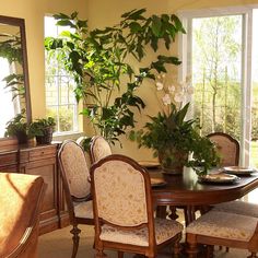 a dining room table with chairs and a potted plant