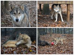 four different pictures of wolfs in the woods with leaves on the ground and trees