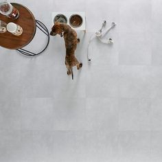 a dog is standing on the floor next to a table with food and water bowls