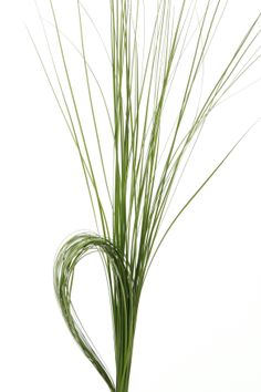 there is a plant with long green stems in a vase on the table, against a white background