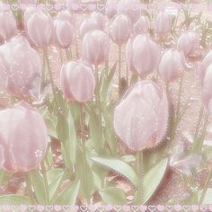 pink tulips are blooming in a field with hearts on the ground and butterflies flying around