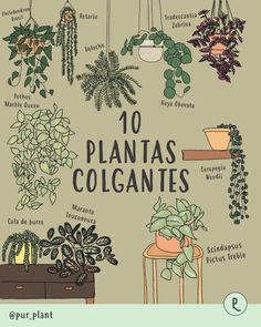 an illustrated book with plants and potted plants on the cover, which reads 10 plantas colgantes