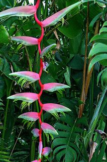 a red and green plant in the middle of some plants with lots of leaves around it