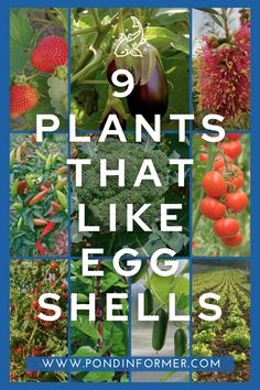 plants that like egg shells are great for growing in the garden or on the lawn