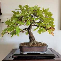 a bonsai tree sitting on top of a table