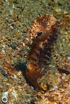 a close up of a sea horse on the ground