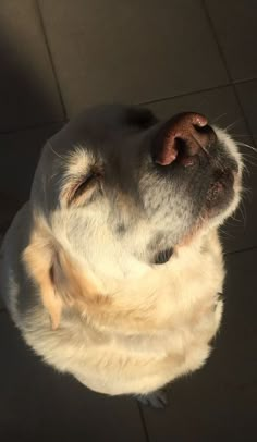 a close up of a dog with its eyes closed