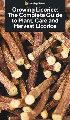 a pile of cloves with the title growing licories the complete guide to plant, care and harvest