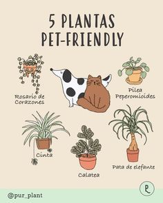 the 5 plants that can be used to grow your pet's houseplants