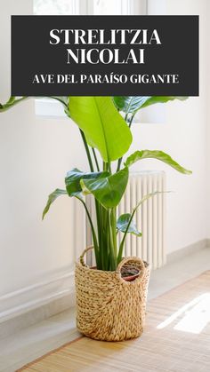 a potted plant sitting on top of a wooden floor