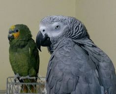 two parrots are standing next to each other