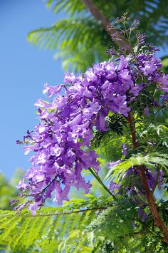 purple flowers are blooming on the tree