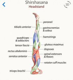 an image of the muscles and their corresponding skeletal systems on a white background with text below