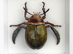 an insect mounted on the wall in a white frame with brown and black details around it