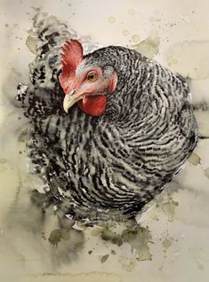 a black and white chicken with a red comb